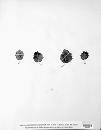 Cladosporium ramulosum image